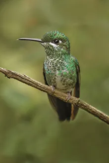 Images Dated 2nd January 2022: Green Crowned Brilliant hummingbird, Costa Rica