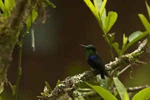Mindo Prints: Green-crowned Woodnymph (Thalurania fannyi) Mindo Cloud Forest
