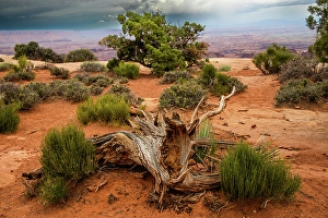 Images Dated 12th September 2024: Green ephedra and Utah juniper