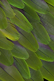 Parrot Prints: Green feathers of the Caique Parrot