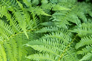 Green fern, USA