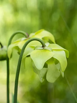 The green flowers of the Pitcher plant, Sarracenia, a carnivorous plant