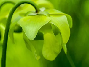 Carnivorous Prints: The green flowers of the Pitcher plant, Sarracenia, a carnivorous plant