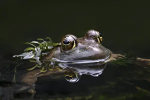 Amphibian Prints: Green frog, Creasey Mahan Nature Preserve, Kentucky