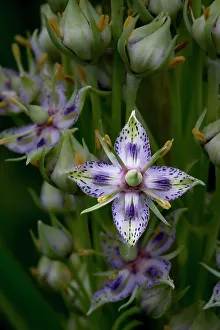 Tall Prints: Green gentian wildflower in Utah