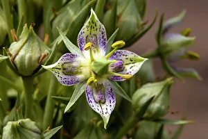 Tall Prints: Green gentian wildflowers in Fish Lake National Forest