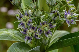 Tall Prints: Green gentian wildflowers in Fish Lake National Forest