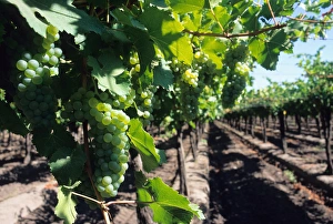 Chilean Prints: Green grapes on the vine at a vineyard in Curico, Chile. chile, chilean, chiano