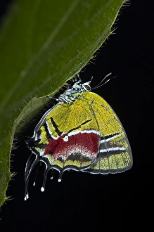 Biology Prints: Green Hairstreak Butterfly (Lycaeninae), Yasuni National Park, Amazon Rainforest, ECUADOR