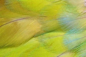 Images Dated 31st March 2010: Green Headed Parrot