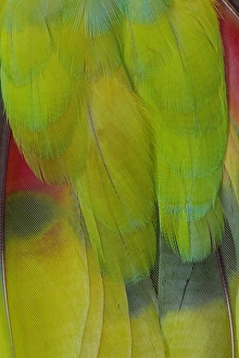 Parrot Prints: Green Headed Parrot