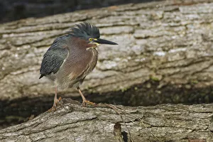 Green heron