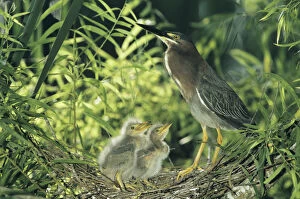 Images Dated 19th October 2007: Green Heron, Butorides virescens, adult with young in nest in Willow Tree, Welder Wildlife Refuge