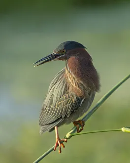 Wading Bird Prints: Green heron, Butorides virescens, Green Cay Wetlands, Florida