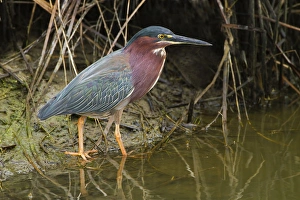 Green Heron (Butorides virescens) adult in marsh