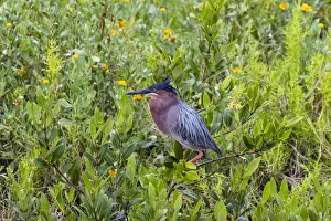 Animal Prints: Green Heron (Butorides virescens) standing in shrubs