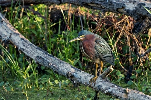 Wading Bird Prints: Green Heron, Circle Bar B Ranch, Florida