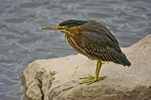 Birding Prints: Green Heron, Fernhill Wetlands, Forest Grove, Oregon, USA
