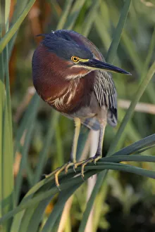 Heron Prints: Green Heron, South Padre Island, Texas