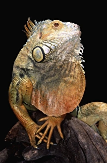 Iguana Prints: Green Iguana (Adult Male), Iguana iguana, Native to Central & South America