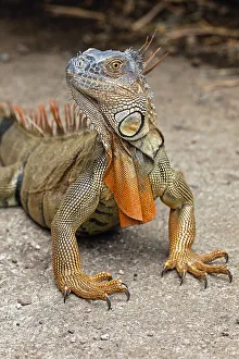 Images Dated 2nd January 2022: Green Iguana, Costa Rica