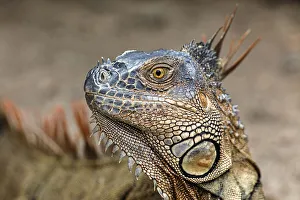 Images Dated 2nd January 2022: Green Iguana, Costa Rica