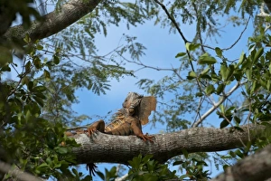 Images Dated 31st December 2010: Green Iguana (Iguana iguana) Belize, Central America