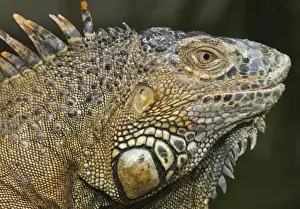 Arboreal Prints: Green iguana (Iguana iguana), Green Iguana Exhibit, San Ignacio, Belize