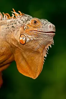 Images Dated 17th July 2009: Green Iguana, Iguana iguana, Native to Mexico and Central America
