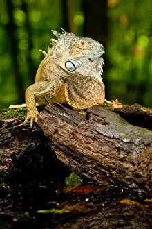 Images Dated 17th July 2009: Green Iguana, Iguana iguana, Native to Mexico and Central America