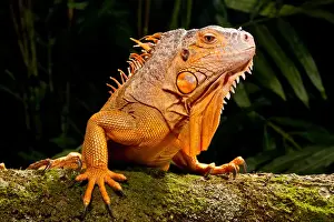 Images Dated 20th July 2009: Green Iguana, Iguana iguana, Native to Mexico and Central America