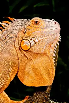 Green Iguana, Iguana iguana, Native to Mexico and Central America