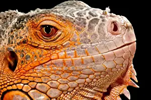 Images Dated 20th July 2009: Green Iguana, Iguana iguana, Native to Mexico and Central America