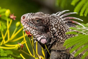 Green iguana (Iguana iguana), St. Thomas, US Virgin Islands