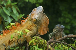 Costa Rica Prints: Green Iguanas (Iguana iguana), Costa Rica
