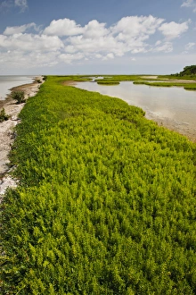 Nesting Prints: Green Island Sanctuary on the Laguna Madre, Texas coast