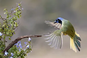 Images Dated 3rd August 2020: Green Jay bathing in flight, Rio Grande Valley, Texas