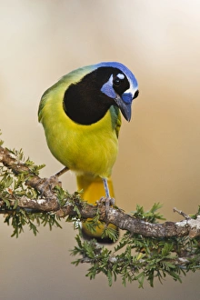 Curious Prints: Green Jay (Cyanocorax yncas) adult