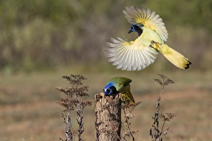 Hidalgo County Prints: Green Jay (Cyanocorax yncas) adult