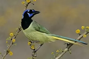 Images Dated 19th October 2007: Green Jay, Cyanocorax yncas, adult on blooming Huisache (Acacia farnesiana), Starr County
