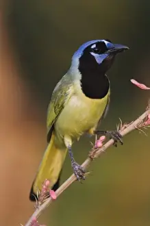 Wood Land Prints: Green Jay, Cyanocorax yncas, adult on Red Yucca (Hesperaloe parviflora) Blossom