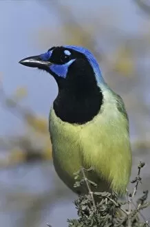 Images Dated 19th October 2007: Green Jay, Cyanocorax yncas, adult, Starr County, Rio Grande Valley, Texas, USA