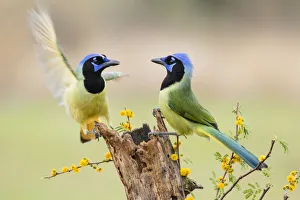 Stump Prints: Green Jay (Cyanocorax yncas) adults