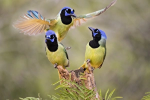 Green Jay (Cyanocorax yncas) adults fighting for a perch