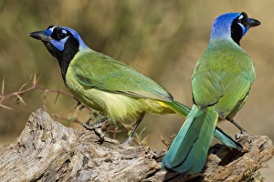 Green Jay (Cyanocorax yncas) adults foraging