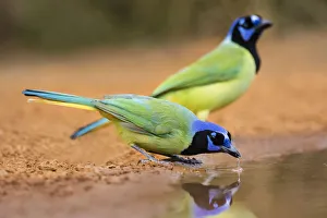 Thirst Prints: Green jay (Cyanocorax yncas) drinking