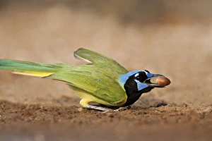 Acorn Prints: Green Jay (Cyanocorax yncas) feeding on acorn, s. Texas