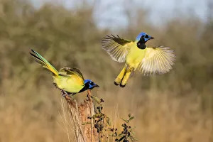 Stump Prints: Green jay (Cyanocorax yncas) flying
