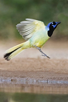 Images Dated 27th June 2011: Green Jay (Cyanocorax yncas) landing at pond, Texas
