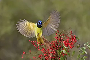 Stump Prints: Green Jay (Cyanocorax yncas) landing on stump